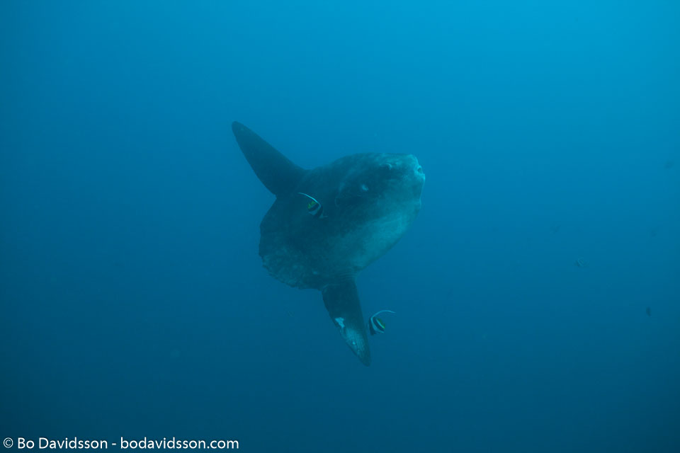 BD-141023-Nusa-Penida-6046-Mola-mola-(Linnaeus.-1758)-[Ocean-sunfish.-Klumpfisk].jpg